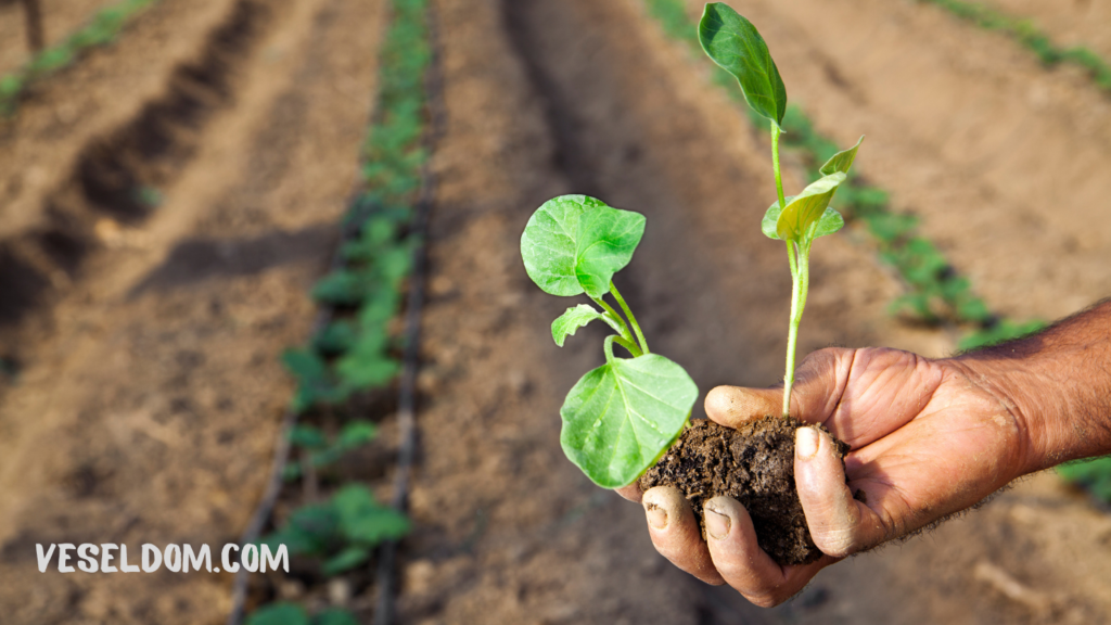 Rules for caring for eggplant seedlings