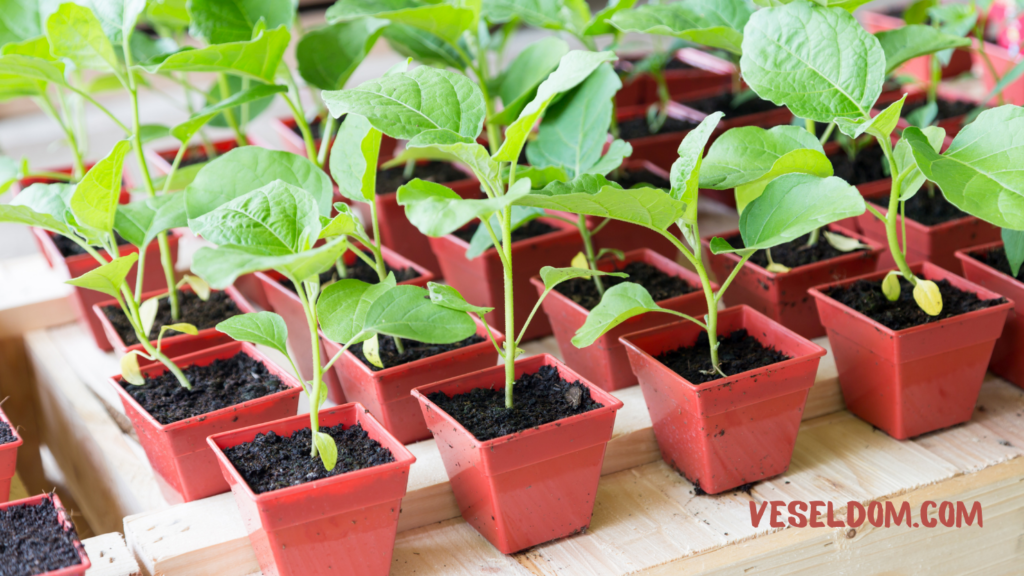 Rules for caring for eggplant seedlings