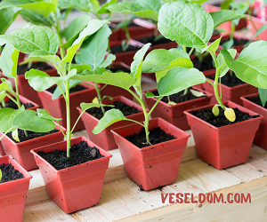 Правила догляду за розсадою баклажанів