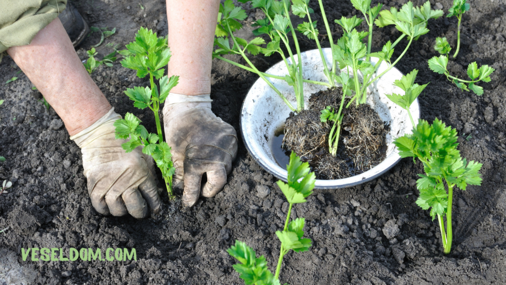 Celery for seedlings