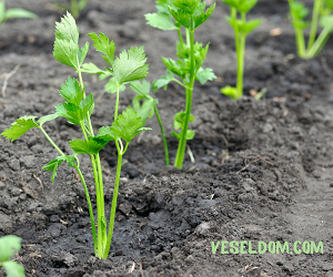 Селера на розсаду