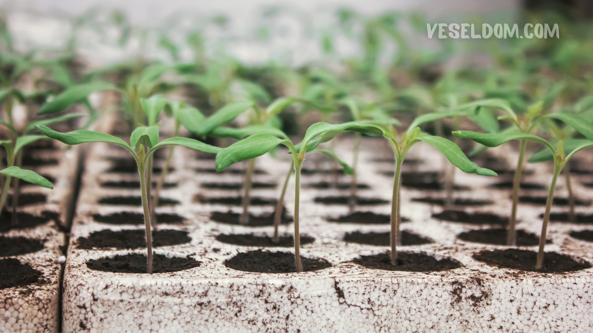 Black leg in seedlings