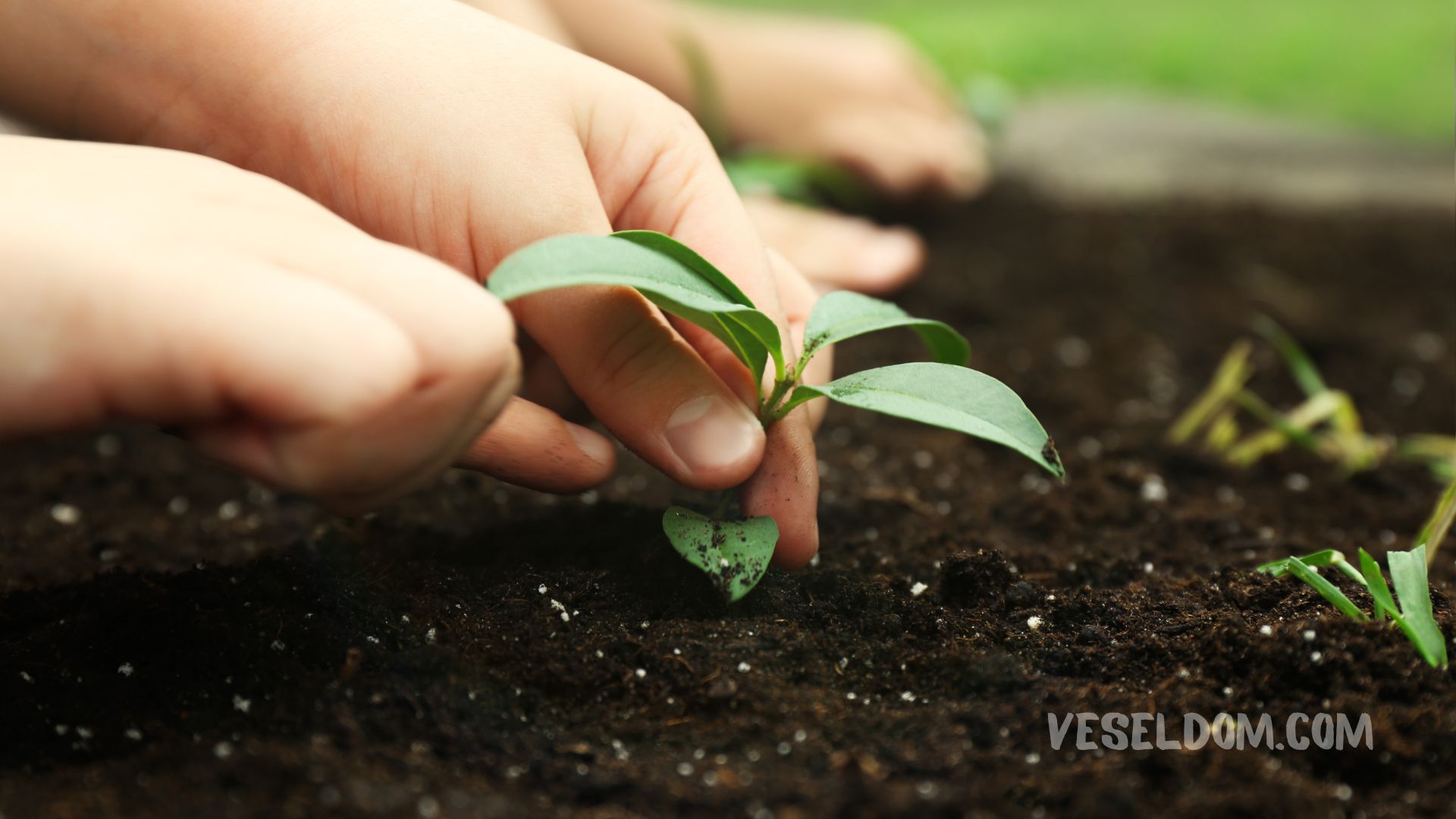Black leg in seedlings