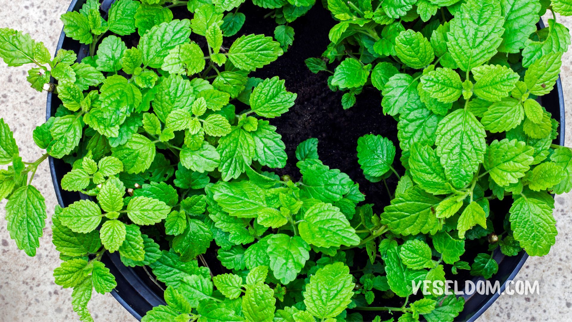 Melissa on the windowsill