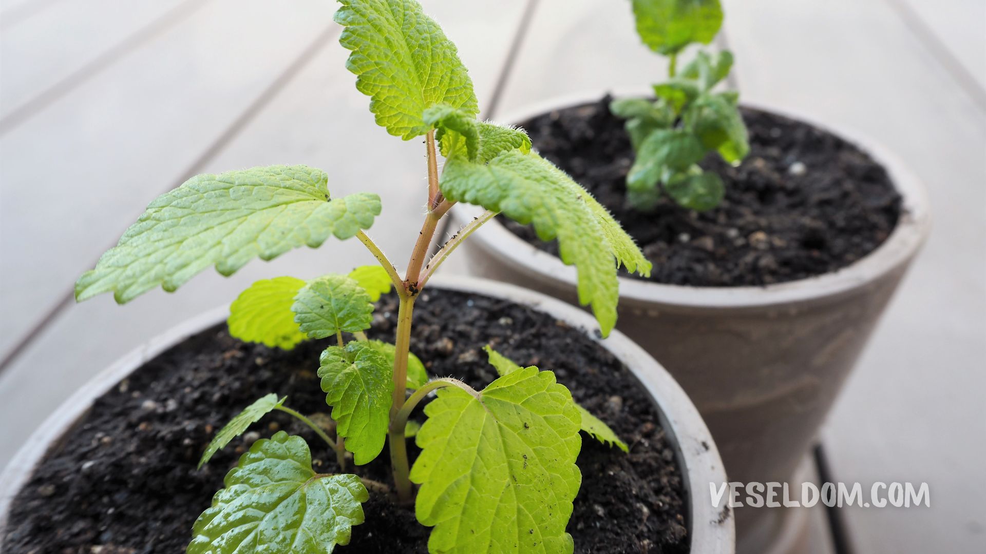 Melissa on the windowsill