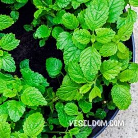 Melissa na parapetu jako pokojová rostlina