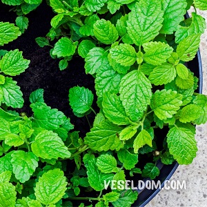 Меліса на підвіконні