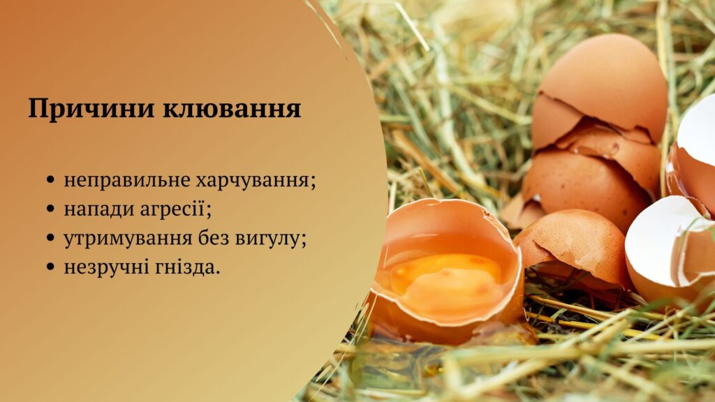 Чому кури клюють свої яйця і як з цим боротися