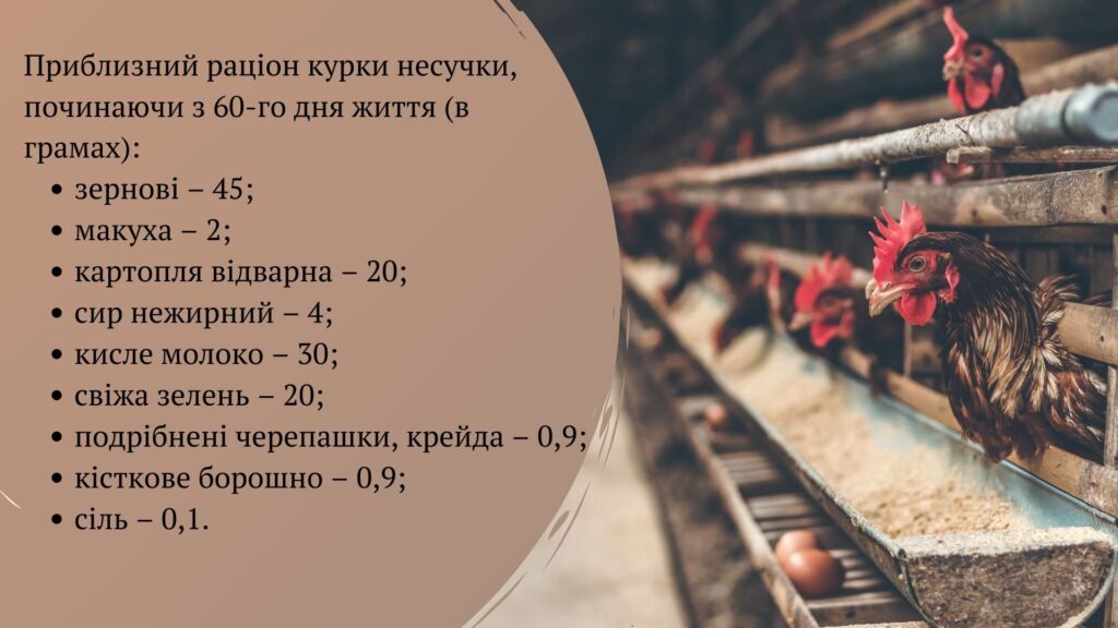 раціон курей