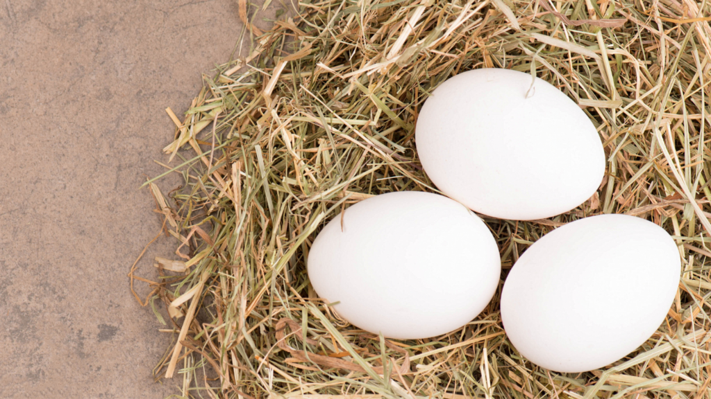 I polli da carne si precipitano