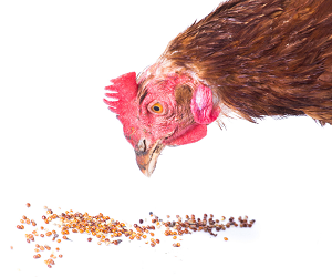 Чим годувати курей