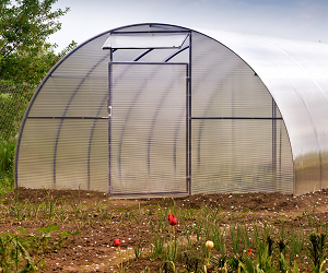 Чим обробляти теплицю навесні від хвороб і шкідників