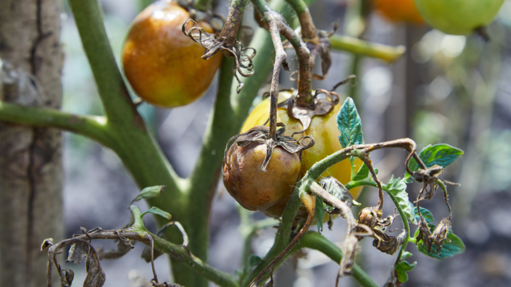 Treatment of tomatoes from phytophthora in the greenhouse