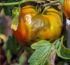 Ošetření rajčat z phytophthory ve skleníku
