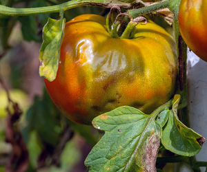 Обробка помідорів від фітофтори в теплиці