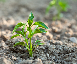 How to properly plant peppers for seedlings Як правильно садити перець на розсаду