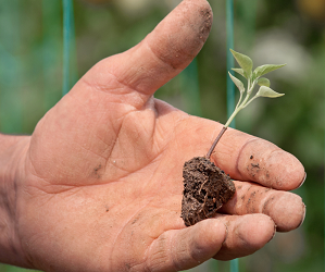 Пікіровка розсади