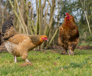 Скільки років живе курка