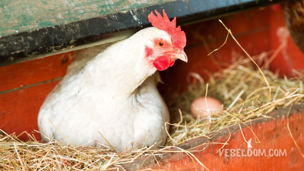 Comment faire un nid avec un collecteur d'œufs pour poules de vos propres mains
