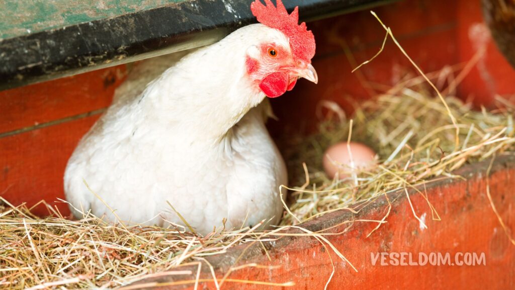 Eggs without shells from chickens