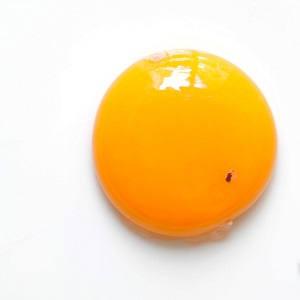 куряче яйце