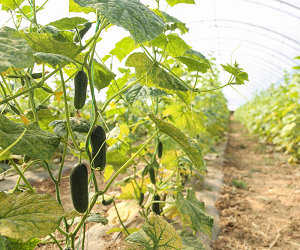 Вирощування огірків в теплиці