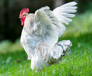 Як підрізати крила курям, щоб не літали