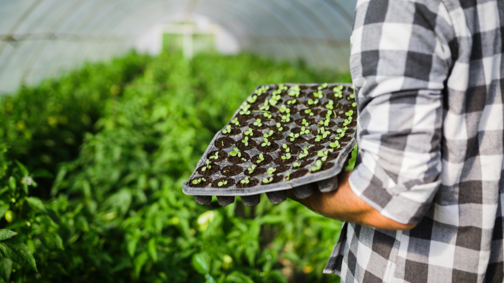 How to plant seedlings in a greenhouse in the spring