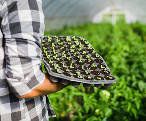 Як висаджувати розсаду в теплицю навесні