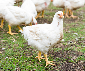 Conditions for keeping broilers in cages and on the floor Догляд за бройлерами в домашніх умовах