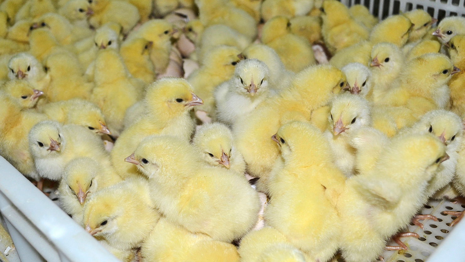 Home breeding of broilers