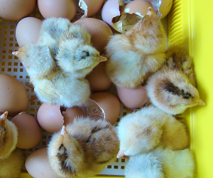 Raising broiler chickens: from chicks to adult birds Домашнє розведення бройлерів