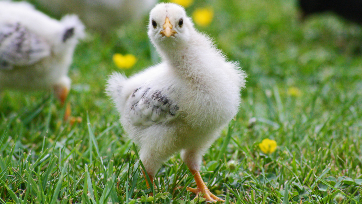 Home breeding of broilers