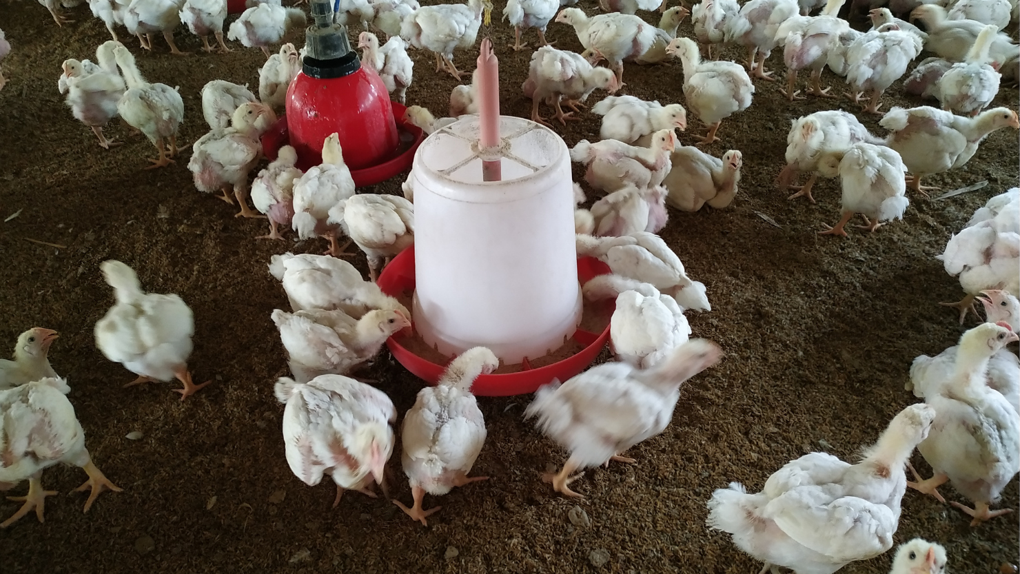 Conditions for keeping broilers