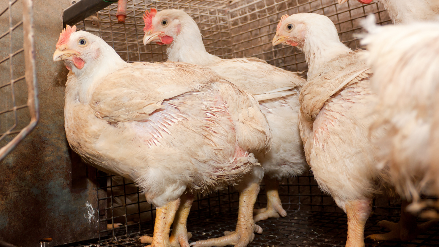 Conditions for keeping broilers