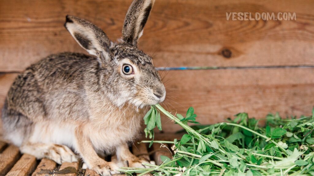 Pasteurellosis in rabbits