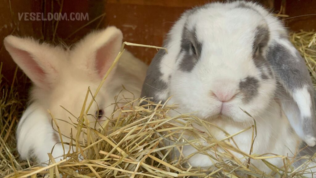 Quel foin est préférable de donner aux lapins