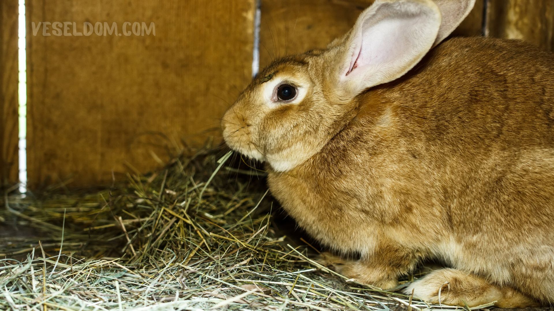What hay for rabbits is better to give