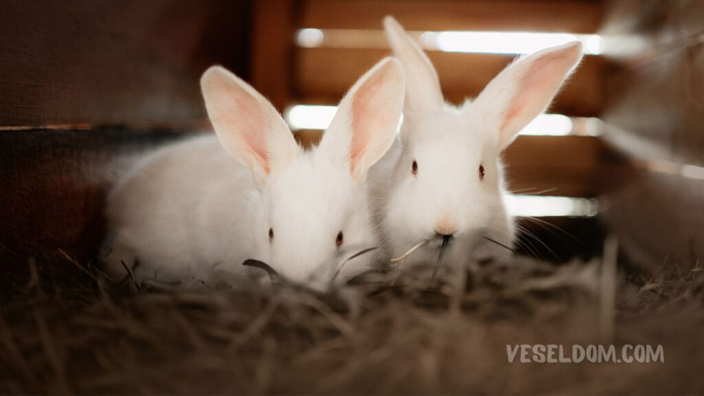 Diarrhea in a rabbit