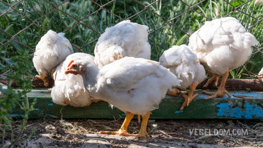 What to feed the chickens