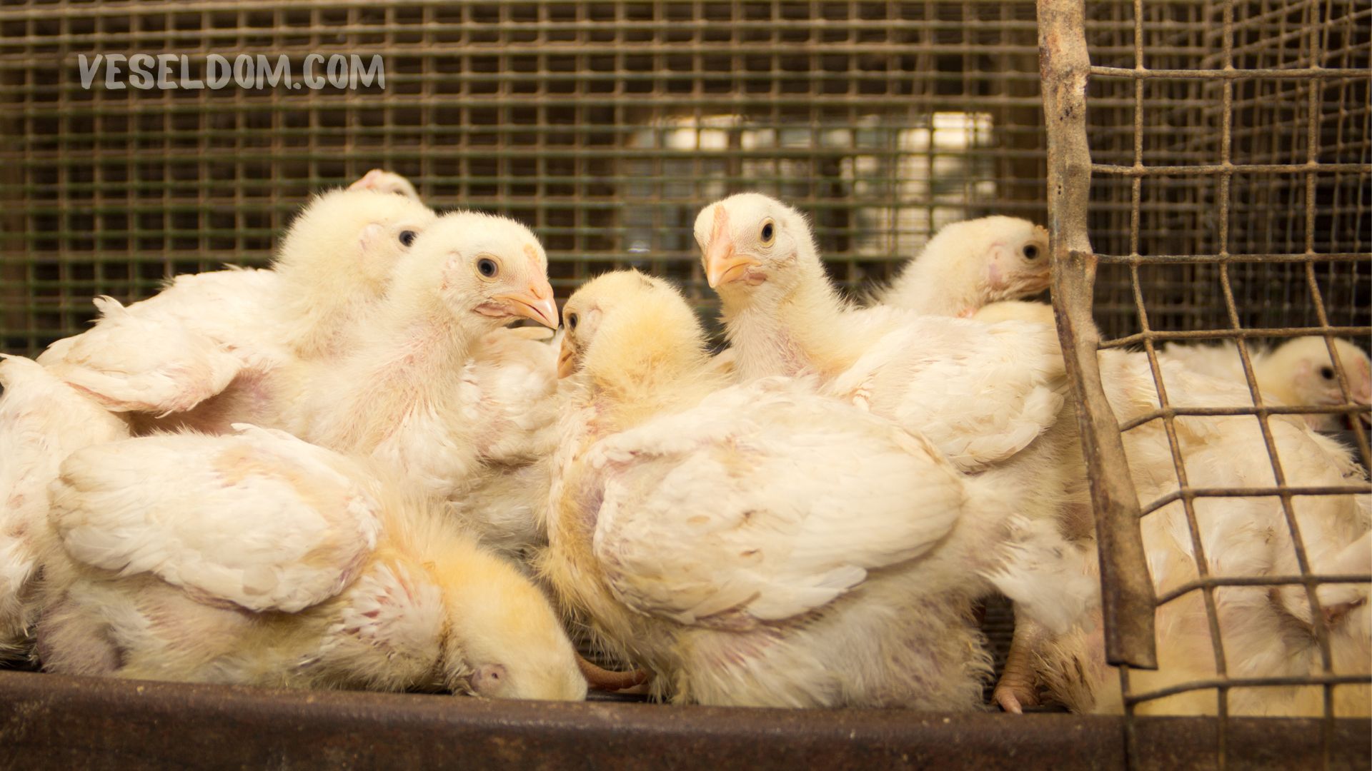 What to feed broilers depending on their age