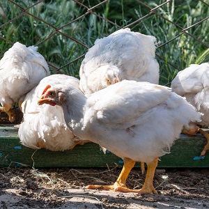 кури бройлери