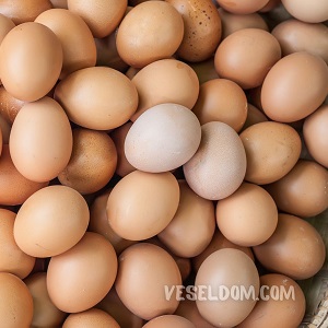 Chicken egg weight: average value and differences in different breeds курячі яйця
