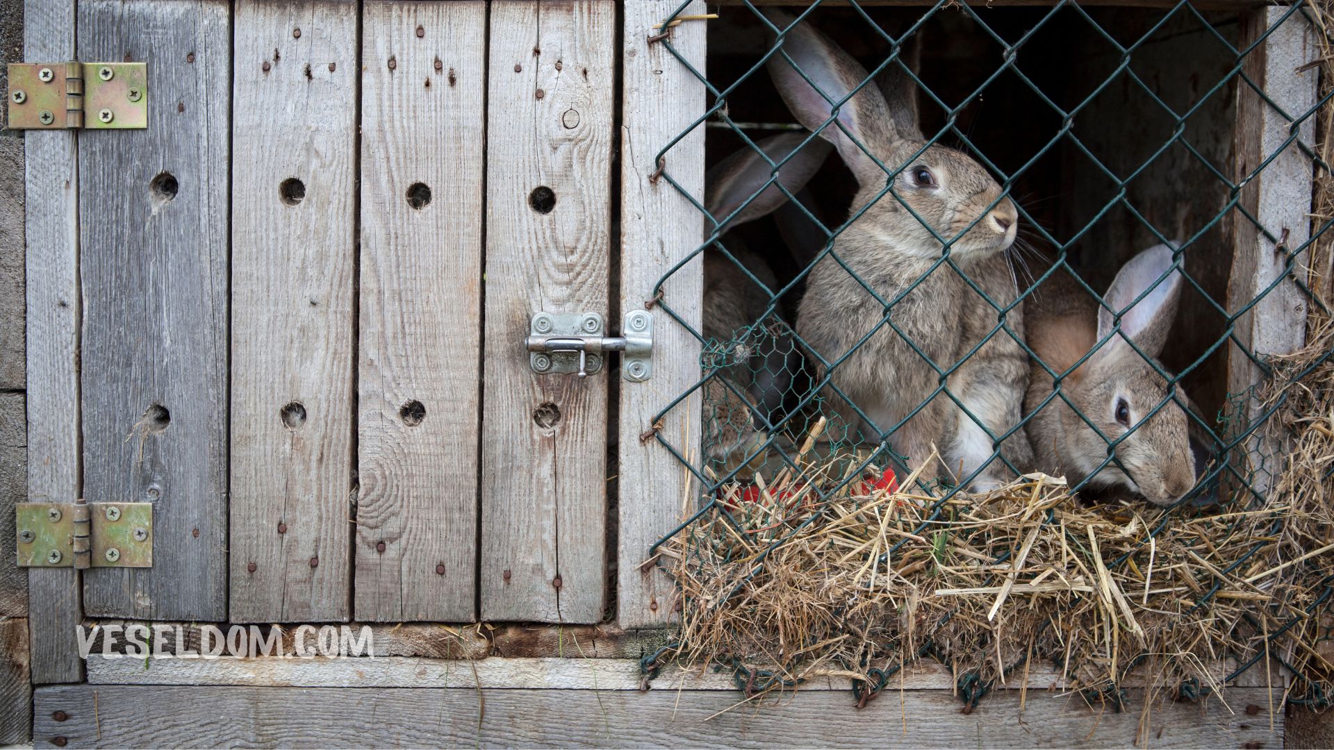 What to feed rabbits
