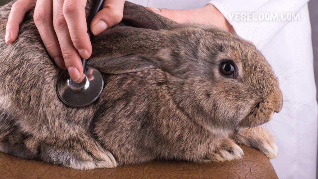 Pasteurellosis in rabbits