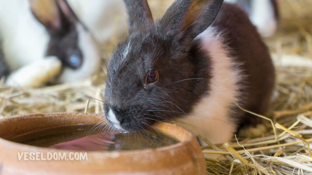 Combien d'années vivent les lapins ?