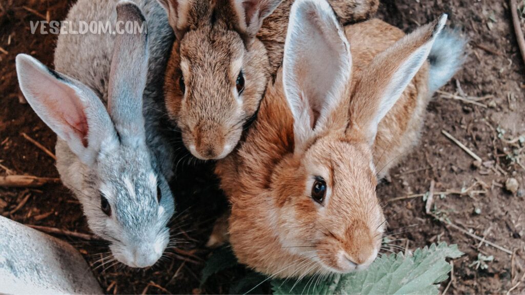 Pasteurellosis in rabbits