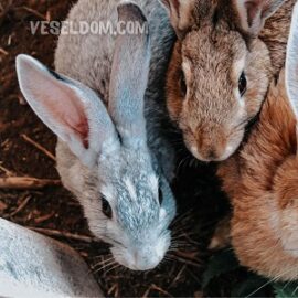 Pasteurellosis in rabbits: symptoms, treatment Pasteurellosis in rabbits: symptoms, treatment