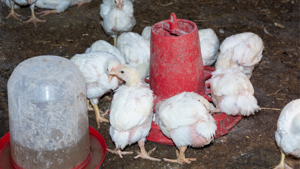 Breeding of broiler chickens