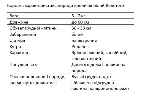 кролики породи білий велетень